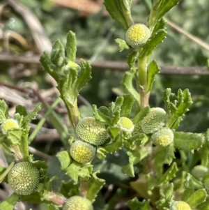 Centipeda cunninghamii at Molonglo Valley, ACT - 3 Nov 2023