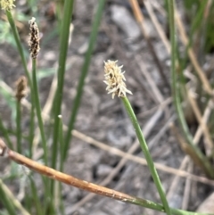 Eleocharis acuta (Common Spike-rush) at Molonglo Valley, ACT - 3 Nov 2023 by JaneR