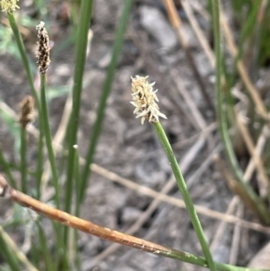 Eleocharis acuta at Molonglo Valley, ACT - 3 Nov 2023