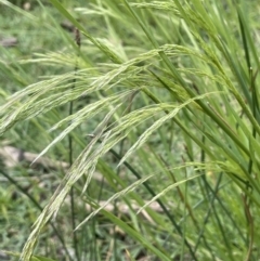 Lachnagrostis filiformis (Blown Grass) at Molonglo Valley, ACT - 3 Nov 2023 by JaneR