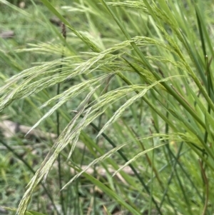 Lachnagrostis filiformis at Molonglo Valley, ACT - 3 Nov 2023 04:10 PM