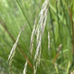 Lachnagrostis filiformis at Molonglo Valley, ACT - 3 Nov 2023 04:10 PM