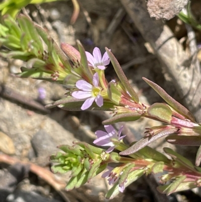 Lythrum hyssopifolia (Small Loosestrife) at Molonglo Valley, ACT - 3 Nov 2023 by JaneR