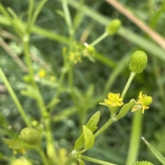 Ranunculus sceleratus at Molonglo Valley, ACT - 3 Nov 2023