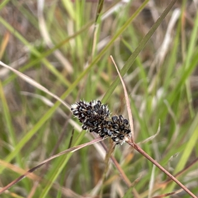 Luzula ovata (Pyramid Woodrush) at Molonglo Valley, ACT - 3 Nov 2023 by JaneR