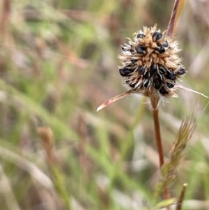 Luzula ovata at Molonglo Valley, ACT - 3 Nov 2023 04:02 PM