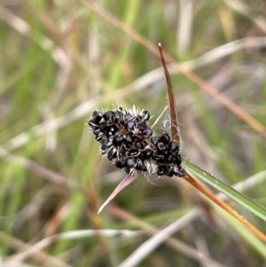 Luzula ovata at Molonglo Valley, ACT - 3 Nov 2023 04:02 PM