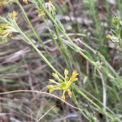 Pimelea curviflora (Curved Rice-flower) at National Arboretum Forests - 3 Nov 2023 by JaneR