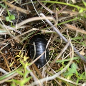 Platyzosteria melanaria at Cotter River, ACT - 3 Nov 2023