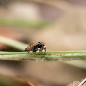 Maratus pavonis at Theodore, ACT - 1 Nov 2023