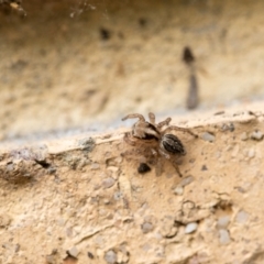 Maratus pavonis at Theodore, ACT - 1 Nov 2023