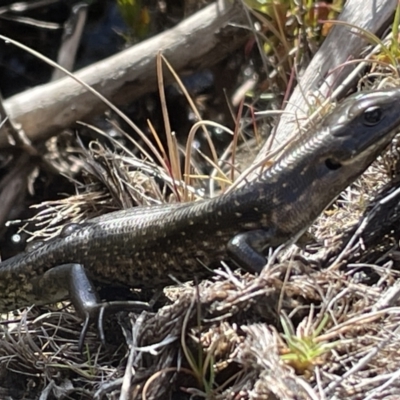 Eulamprus tympanum (Southern Water Skink) at Cotter River, ACT - 2 Nov 2023 by nath_kay