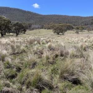 Gallinago hardwickii at Rendezvous Creek, ACT - 26 Oct 2023