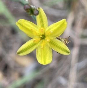 Tricoryne elatior at Molonglo Valley, ACT - 3 Nov 2023