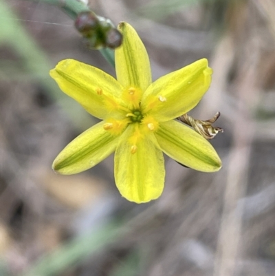 Tricoryne elatior (Yellow Rush Lily) at Molonglo Valley, ACT - 3 Nov 2023 by JaneR