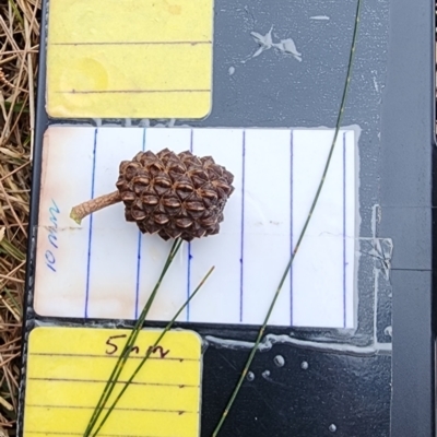 Allocasuarina littoralis (Black She-oak) at Tuross Head, NSW - 3 Nov 2023 by Steve818