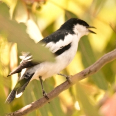 Lalage tricolor (White-winged Triller) at Lake Ginninderra - 2 Nov 2023 by Thurstan