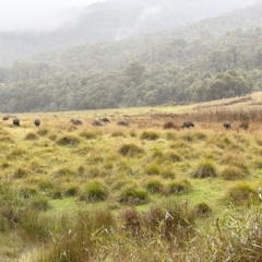 Dromaius novaehollandiae at Kosciuszko National Park - 16 Apr 2023