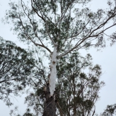 Eucalyptus pilularis (Blackbutt) at Tuross Head, NSW - 3 Nov 2023 by Steve818