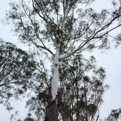 Eucalyptus pilularis (Blackbutt) at Tuross Head, NSW - 3 Nov 2023 by Steve818