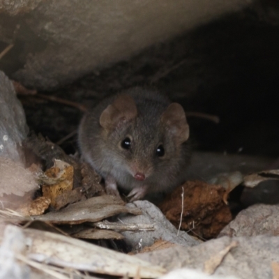 Antechinus agilis (Agile Antechinus) at Michelago, NSW - 13 Aug 2023 by Illilanga