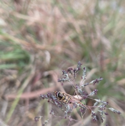 Simosyrphus grandicornis (Common hover fly) at Higgins, ACT - 3 Nov 2023 by MattM