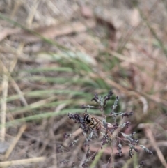 Simosyrphus grandicornis at Higgins, ACT - 4 Nov 2023 10:04 AM