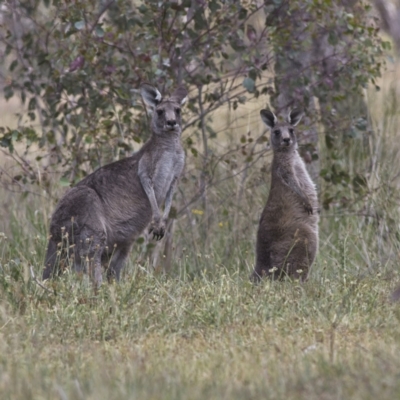 Macropus giganteus (Eastern Grey Kangaroo) at Fraser, ACT - 3 Nov 2023 by Trevor