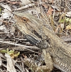 Pogona barbata (Eastern Bearded Dragon) at Hackett, ACT - 3 Nov 2023 by Louisab