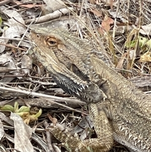 Pogona barbata at Hackett, ACT - suppressed