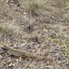 Pogona barbata at Hackett, ACT - suppressed