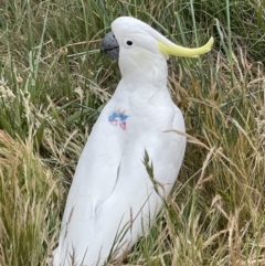 Cacatua galerita (Sulphur-crested Cockatoo) at Watson, ACT - 3 Nov 2023 by Louisab