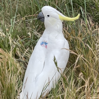 Cacatua galerita (Sulphur-crested Cockatoo) at Watson, ACT - 3 Nov 2023 by Louisab