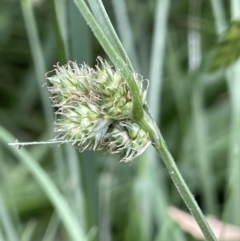 Carex inversa (Knob Sedge) at Molonglo Valley, ACT - 3 Nov 2023 by JaneR