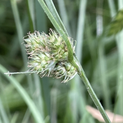 Carex inversa (Knob Sedge) at Molonglo Valley, ACT - 3 Nov 2023 by JaneR