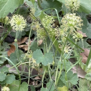 Hydrocotyle laxiflora at Molonglo Valley, ACT - 3 Nov 2023 03:12 PM