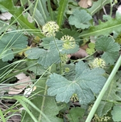 Hydrocotyle laxiflora at Molonglo Valley, ACT - 3 Nov 2023 03:12 PM