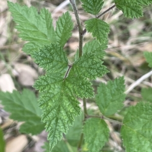 Rubus parvifolius at Molonglo Valley, ACT - 3 Nov 2023