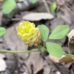 Trifolium campestre (Hop Clover) at National Arboretum Forests - 3 Nov 2023 by JaneR