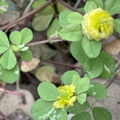 Trifolium campestre at Molonglo Valley, ACT - 3 Nov 2023 03:41 PM