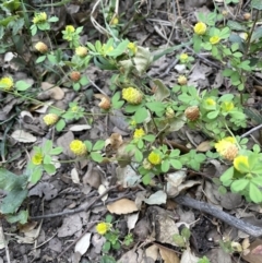 Trifolium campestre at Molonglo Valley, ACT - 3 Nov 2023