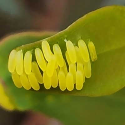 Paropsisterna cloelia (Eucalyptus variegated beetle) at Mount Mugga Mugga - 4 Nov 2023 by Mike