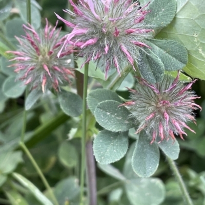 Trifolium hirtum (Rose Clover) at Molonglo Valley, ACT - 3 Nov 2023 by JaneR