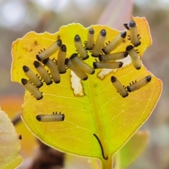 Paropsis atomaria (Eucalyptus leaf beetle) at Mount Mugga Mugga - 4 Nov 2023 by Mike