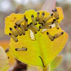 Paropsis atomaria at Symonston, ACT - 4 Nov 2023