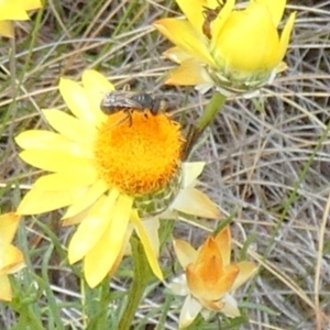 Lasioglossum (Chilalictus) sp. (genus & subgenus) at Borough, NSW - 3 Nov 2023