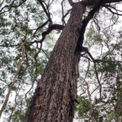 Eucalyptus paniculata (Grey Ironbark) at Kianga, NSW - 4 Nov 2023 by Steve818