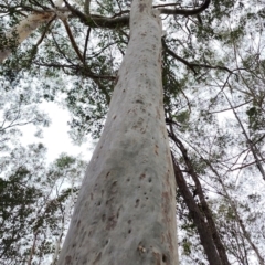 Corymbia maculata (Spotted Gum) at Kianga, NSW - 4 Nov 2023 by Steve818