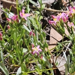 Centaurium erythraea at Belconnen, ACT - 22 Oct 2023 11:10 AM