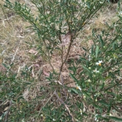 Solanum pseudocapsicum (Jerusalem Cherry, Madeira Cherry) at Mount Ainslie - 4 Nov 2023 by Weasey138
